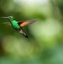 Burung Paling Langka Di Kalimantan