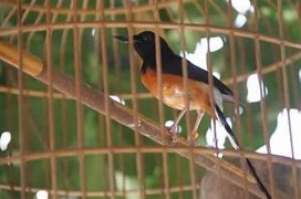 Makanan Jangkrik Untuk Ternak Murai